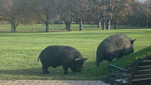 Deux énormes cochons envahissent un golf ! (Photos)